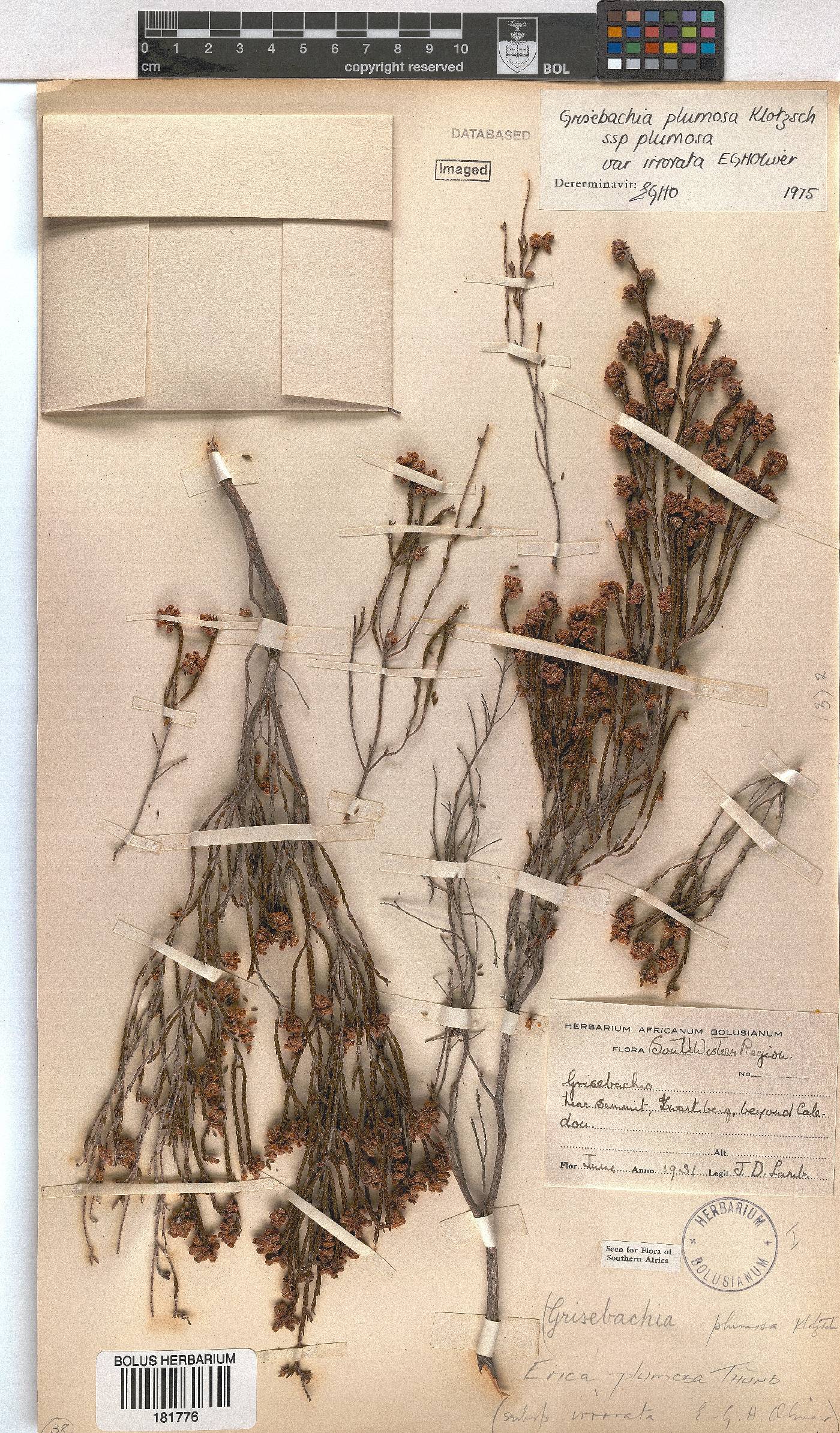 Erica plumosa image