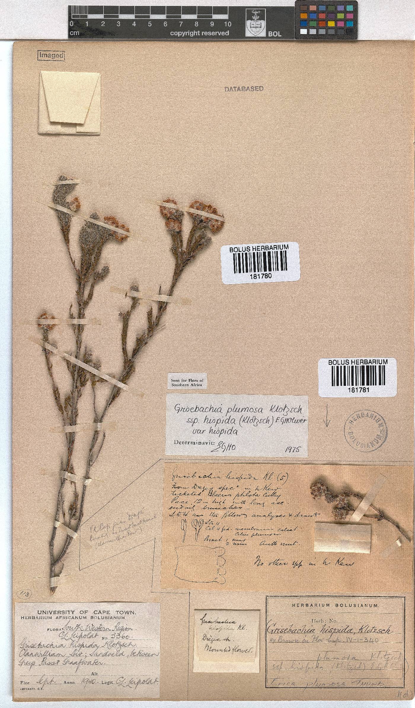 Erica plumosa image
