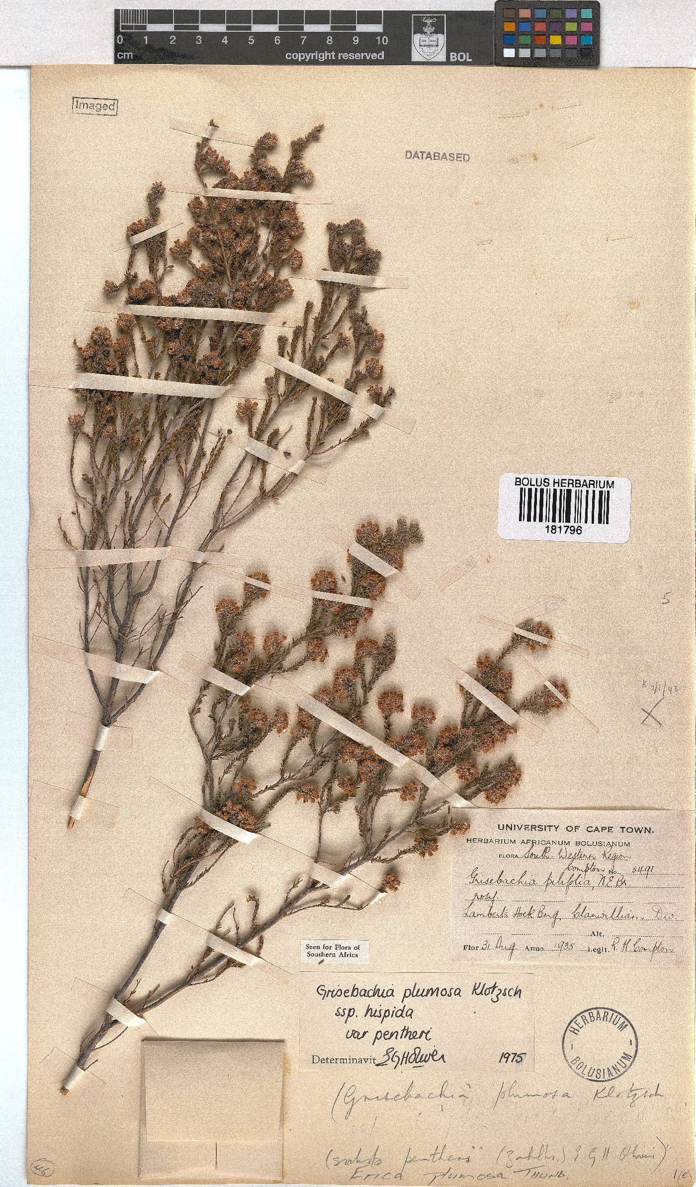 Erica plumosa image