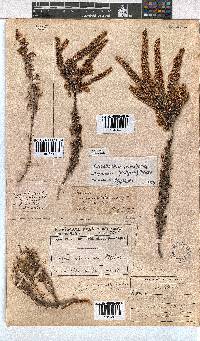 Erica eremioides subsp. eremioides image