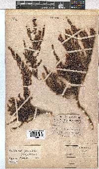 Erica eremioides subsp. eremioides image