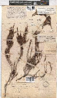 Erica eremioides subsp. eremioides image