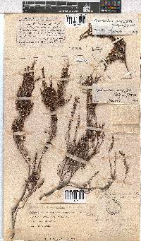 Erica eremioides subsp. eremioides image