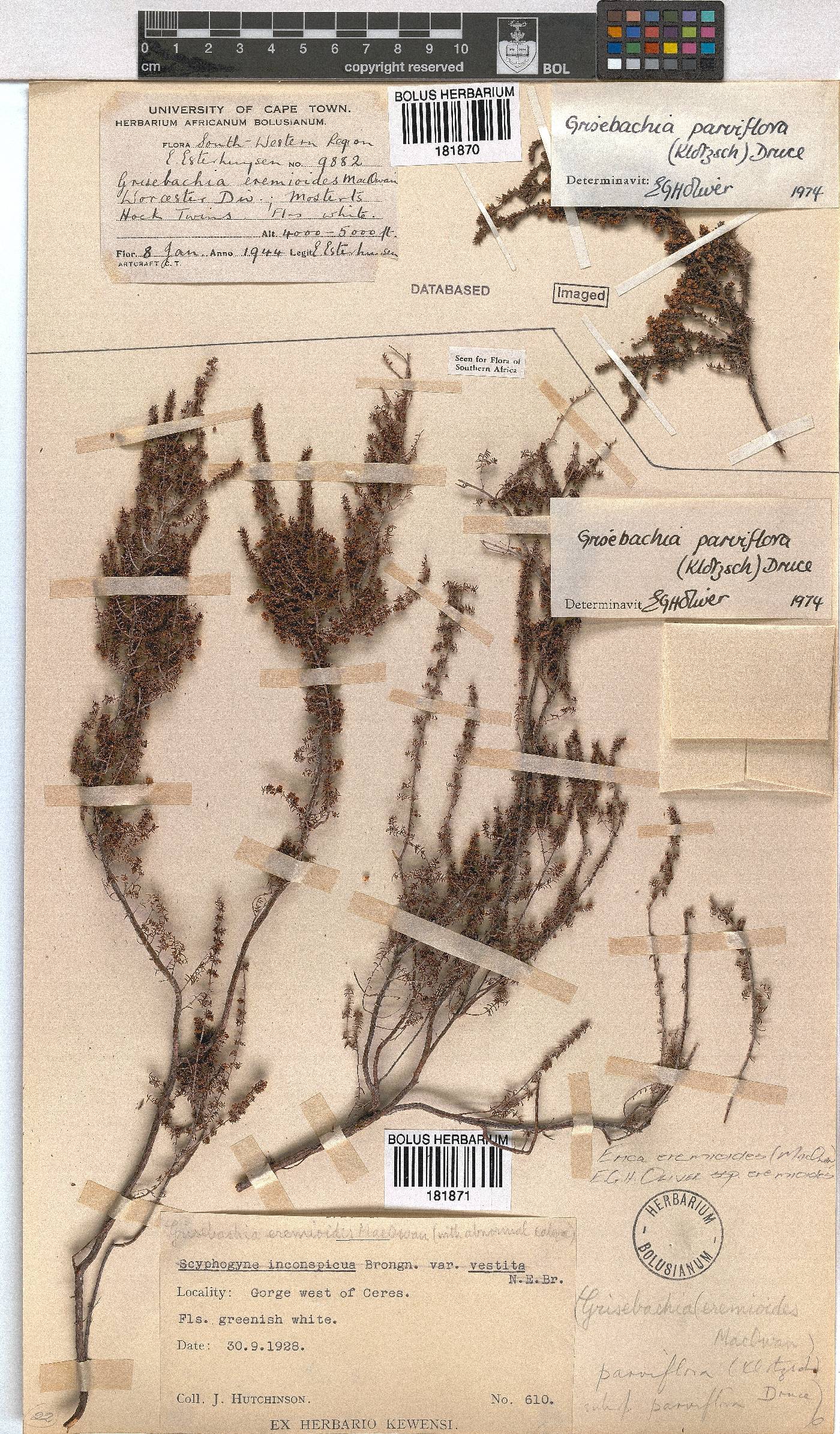 Erica eremioides subsp. eremioides image