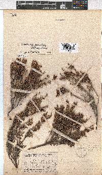 Erica eremioides subsp. eremioides image