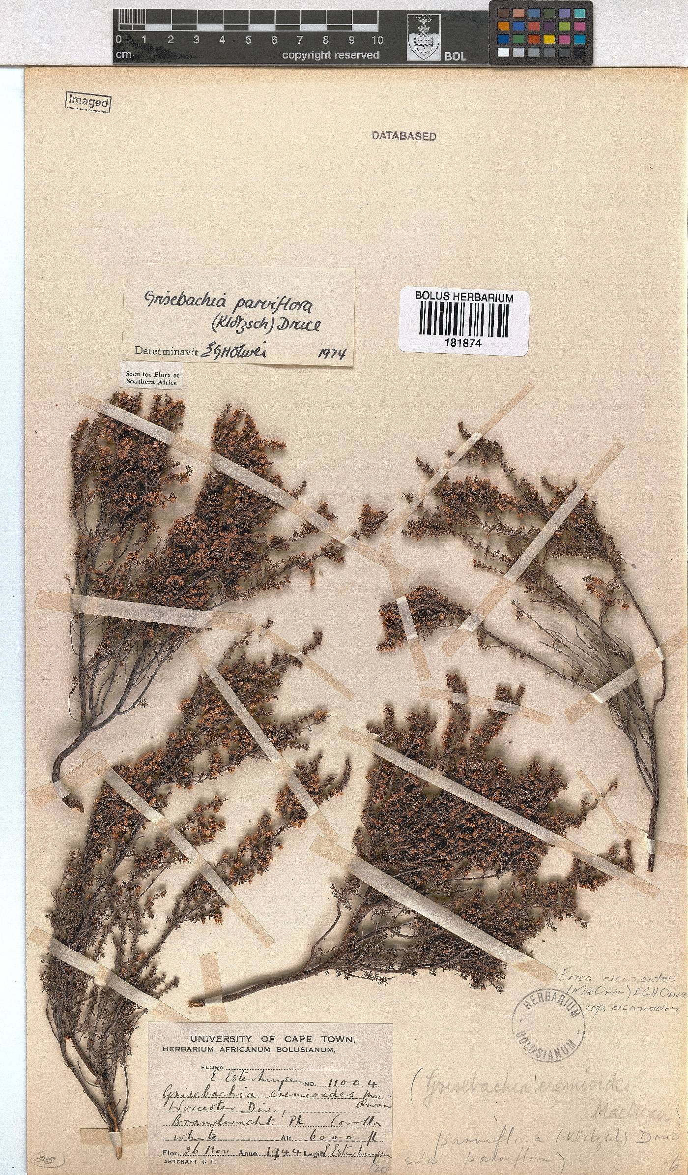 Erica eremioides image