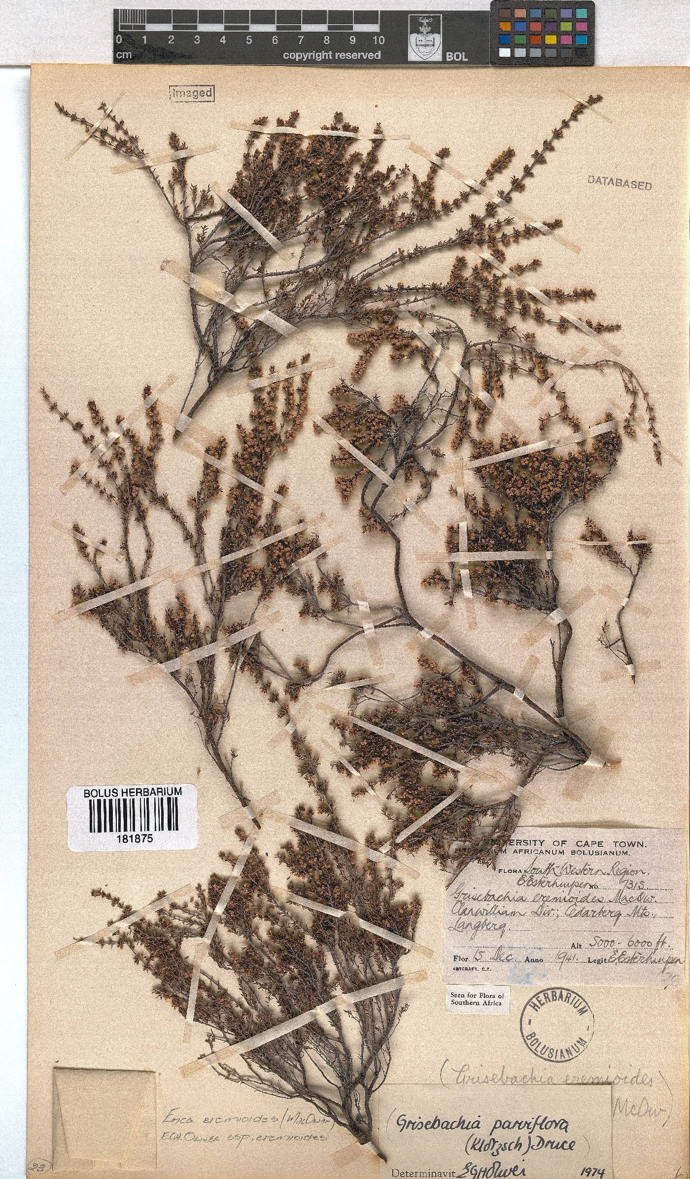 Erica eremioides image