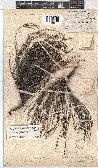 Erica eremioides subsp. eremioides image