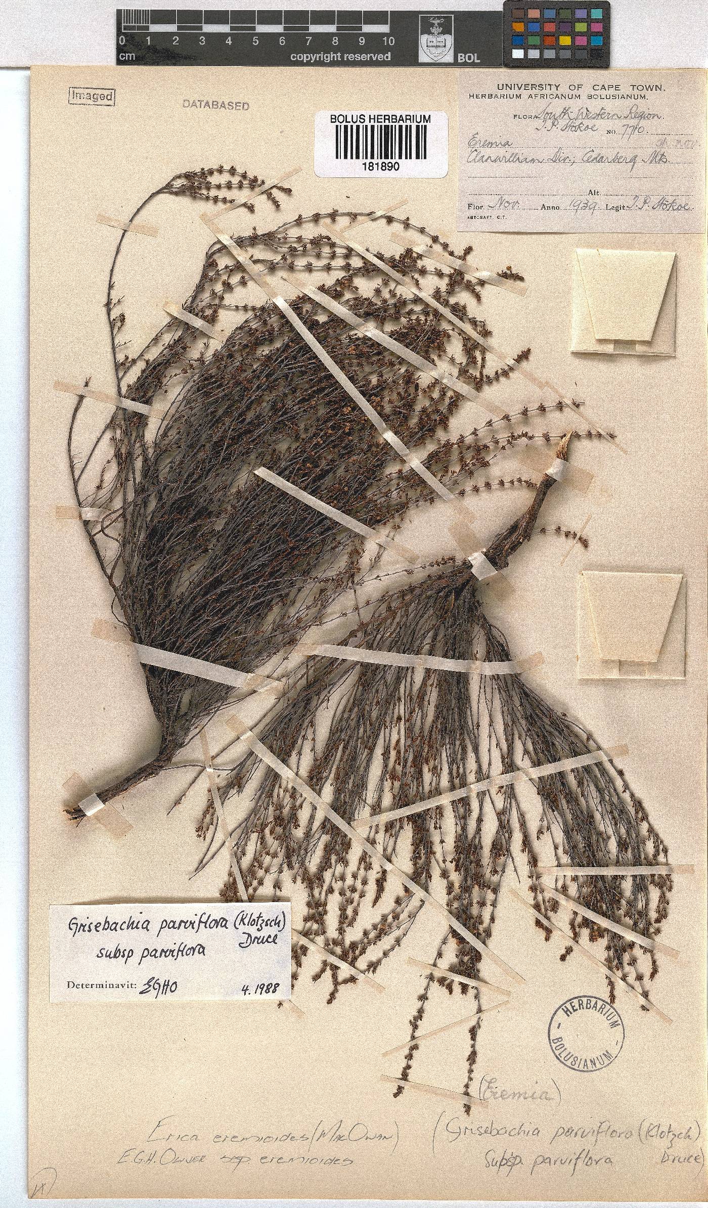 Erica eremioides subsp. eremioides image