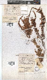 Erica eremioides subsp. eremioides image