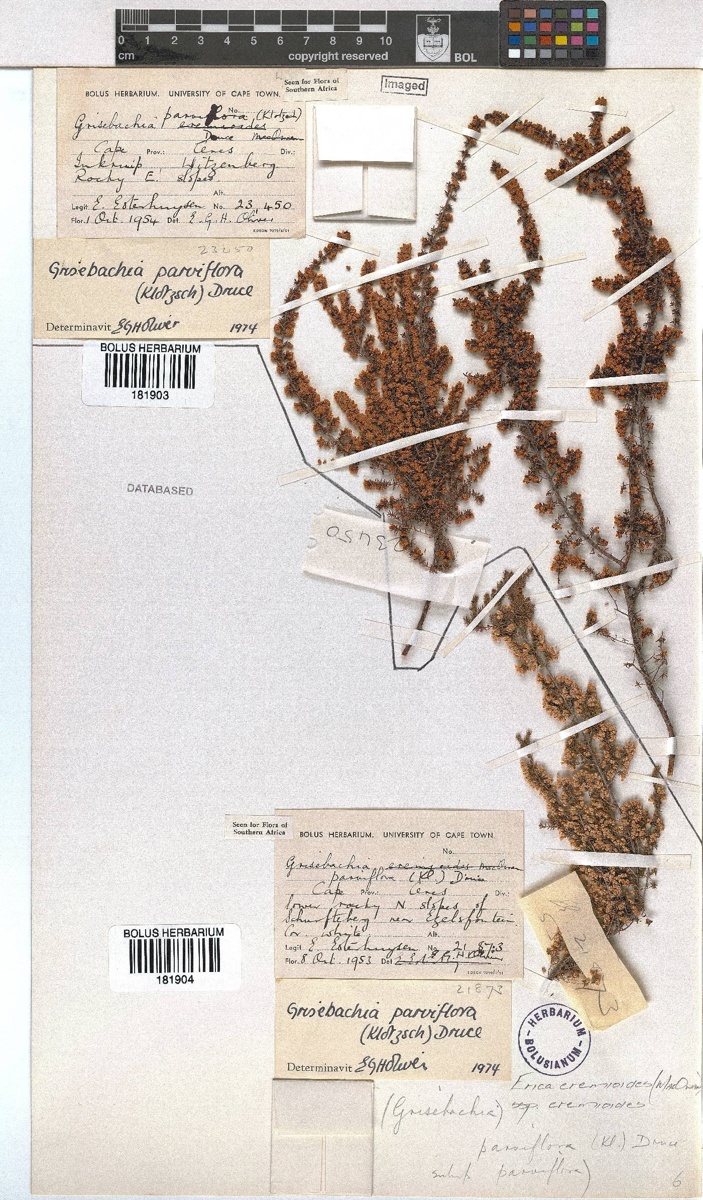 Erica eremioides image