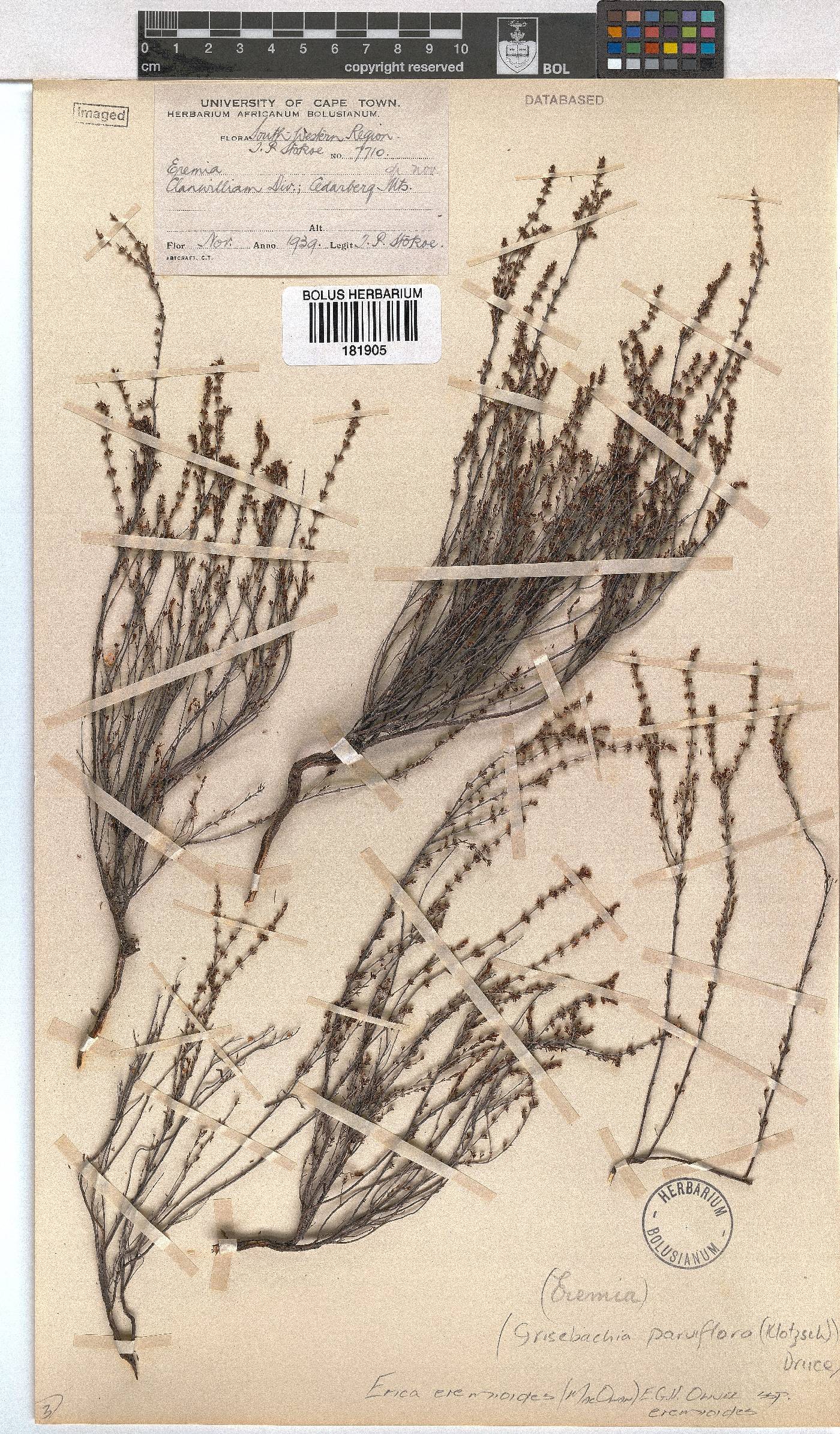 Erica eremioides image