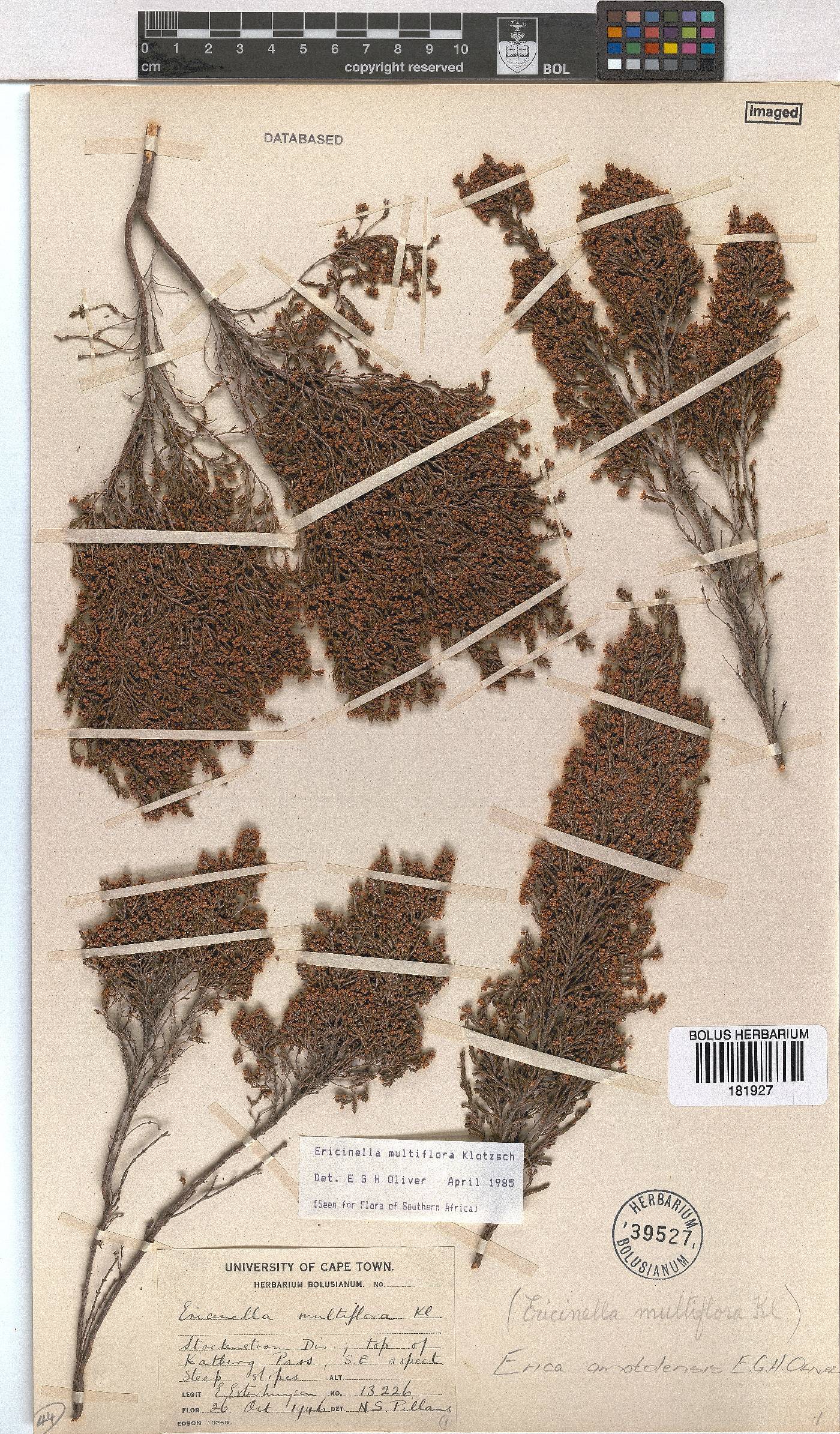 Erica amatolensis image