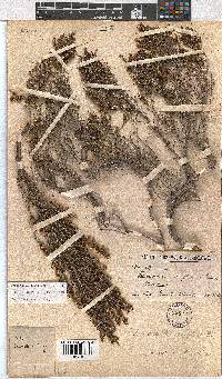 Erica amatolensis image