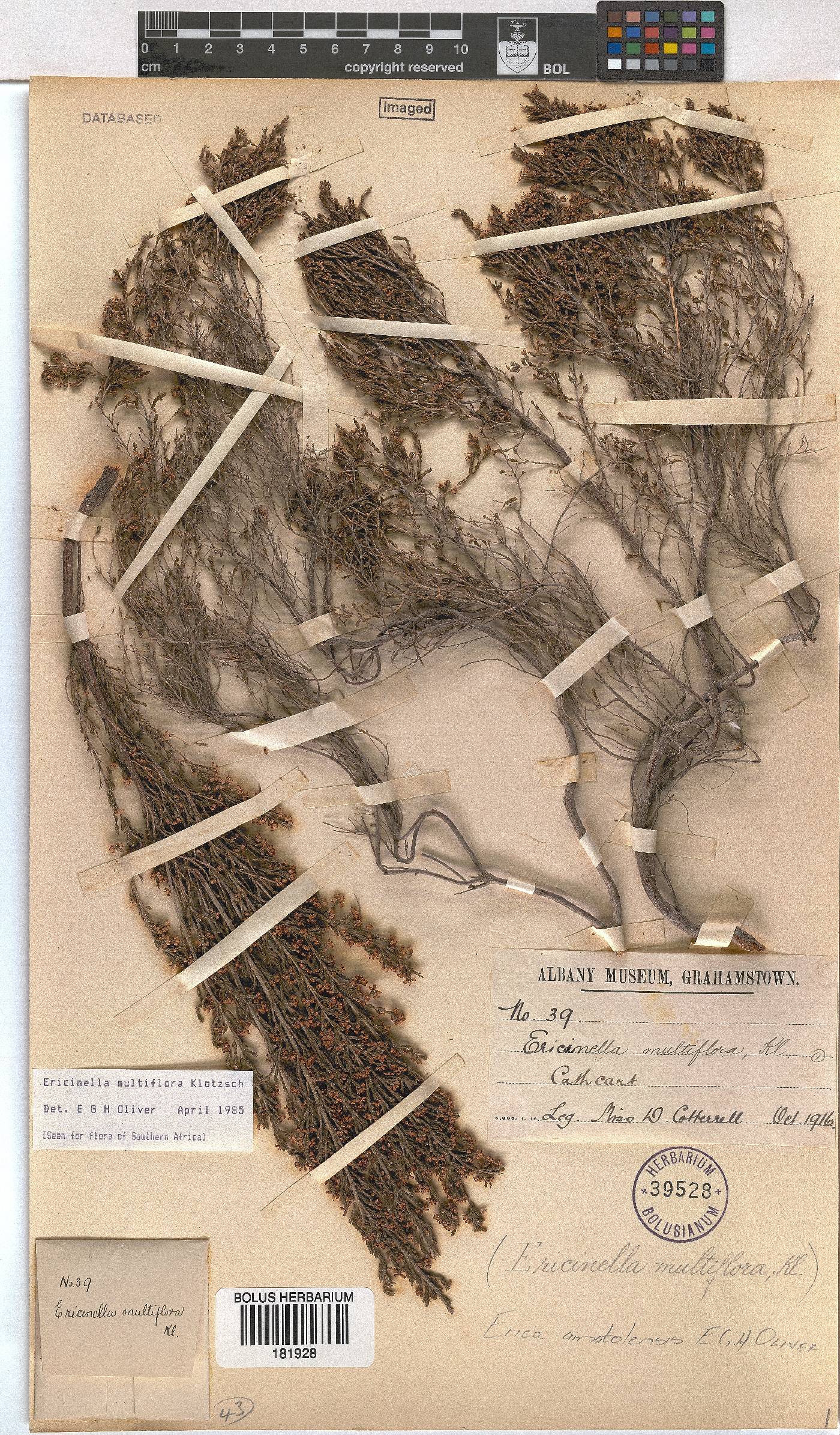 Erica amatolensis image