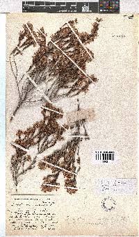 Erica eriocephala image