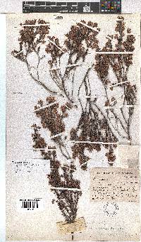 Erica eriocephala image