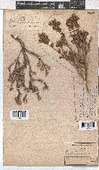 Erica eriocephala image