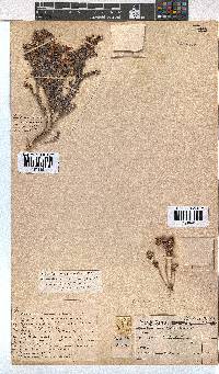 Erica eriocephala image