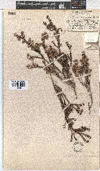 Erica eriocephala image