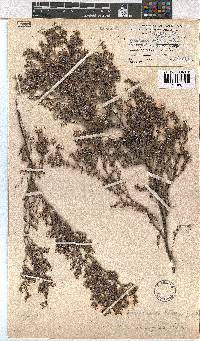 Erica eriocephala image