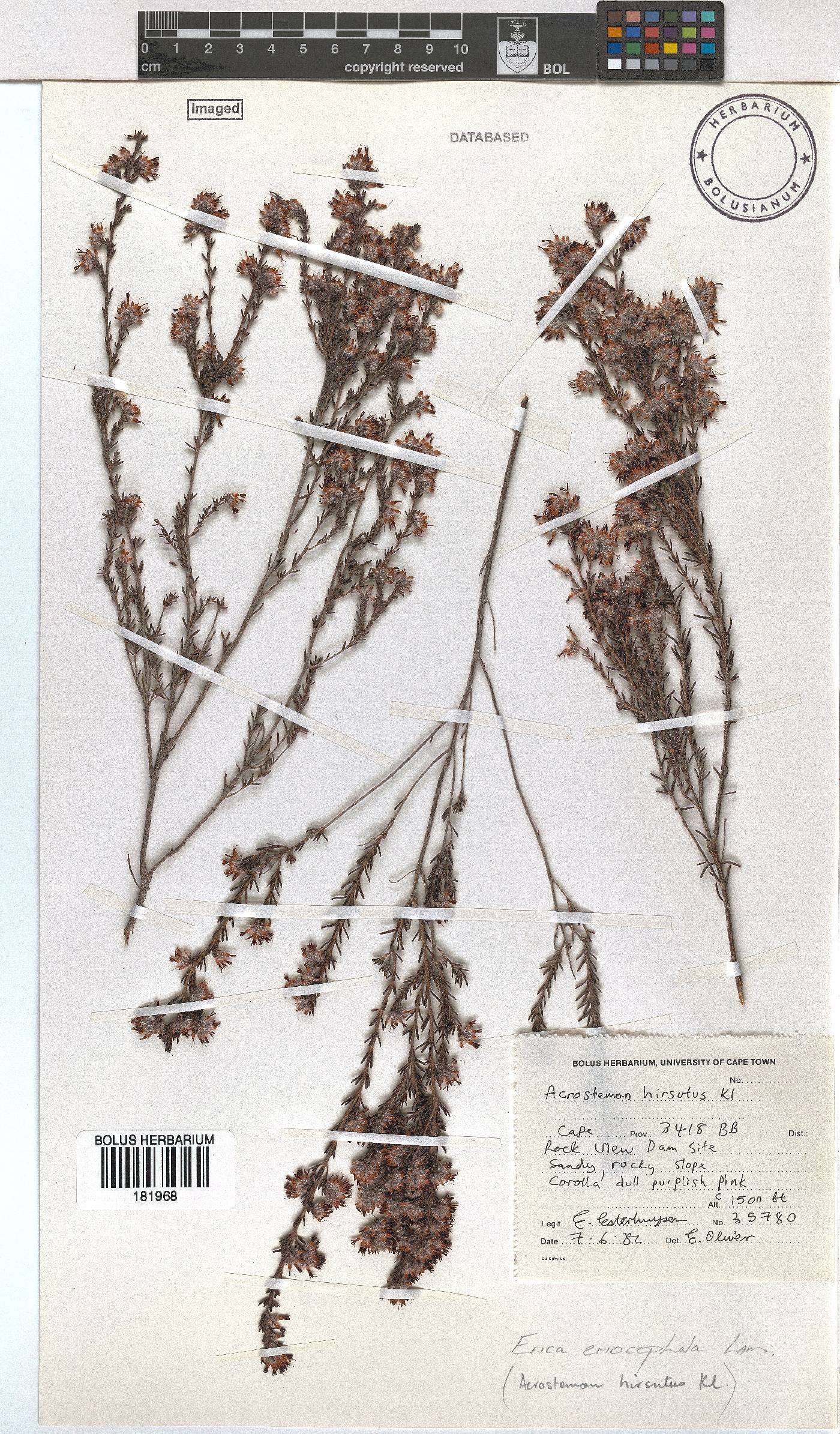 Erica eriocephala image