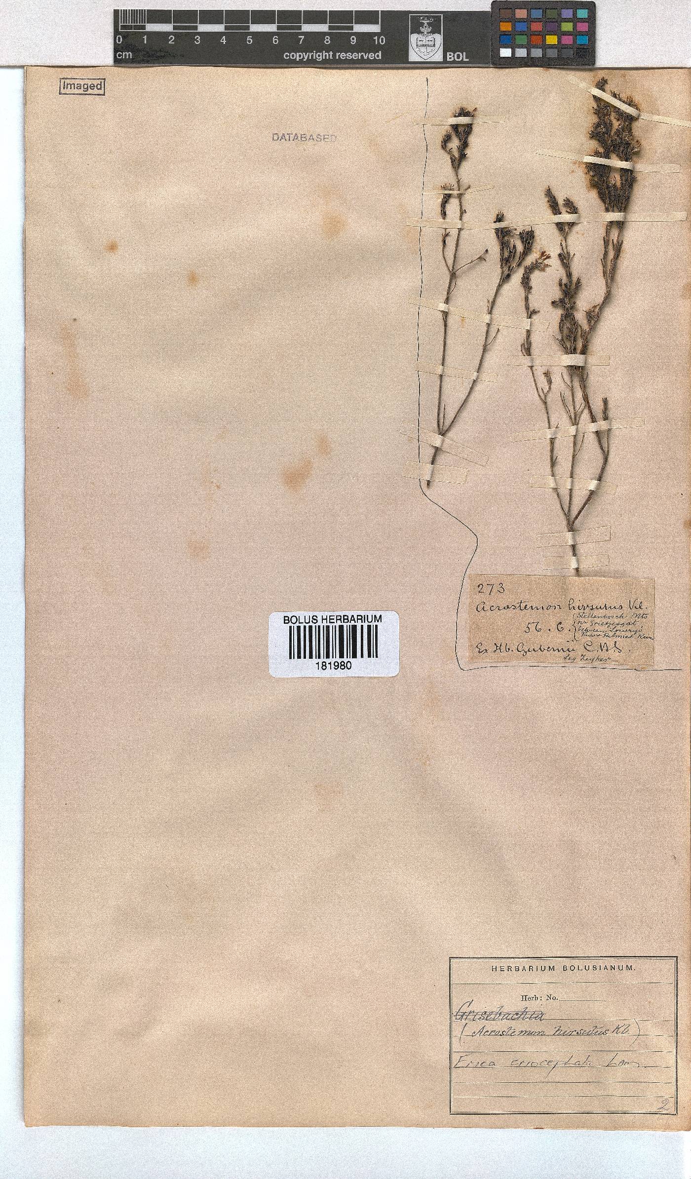 Erica eriocephala image