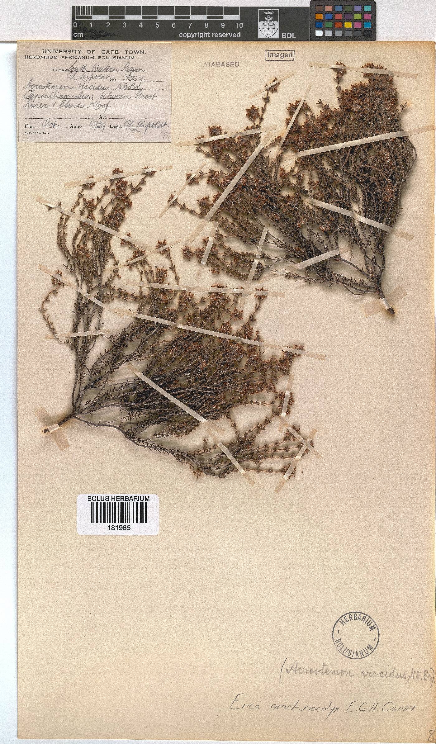 Erica arachnocalyx image