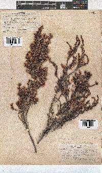 Erica uberiflora image