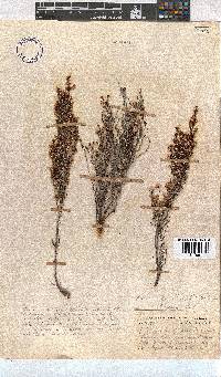 Erica uberiflora image