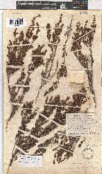 Erica uberiflora image