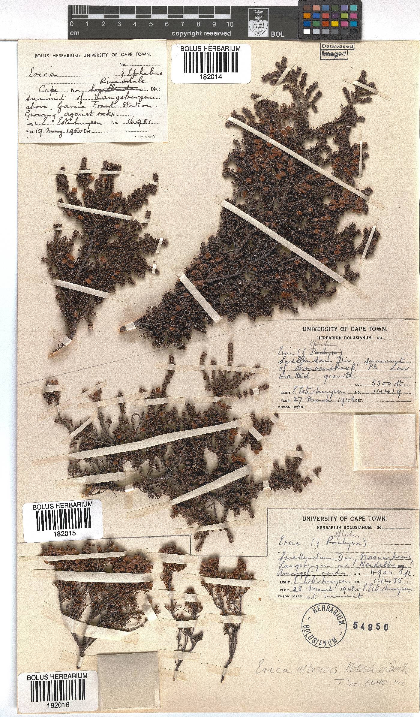 Erica albescens image