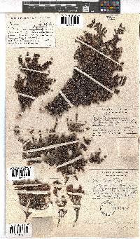 Erica albescens image