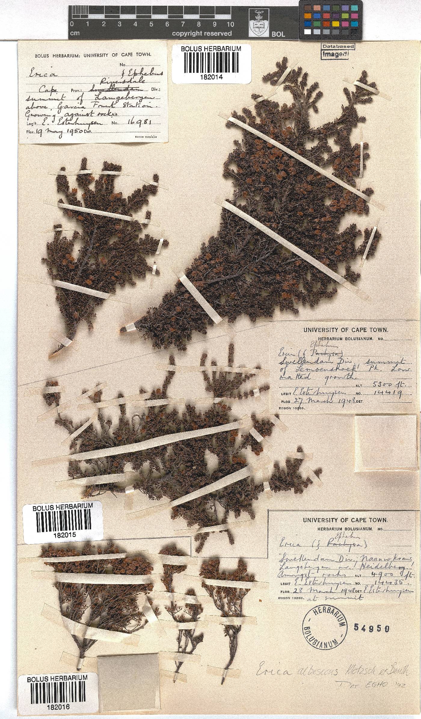 Erica albescens image