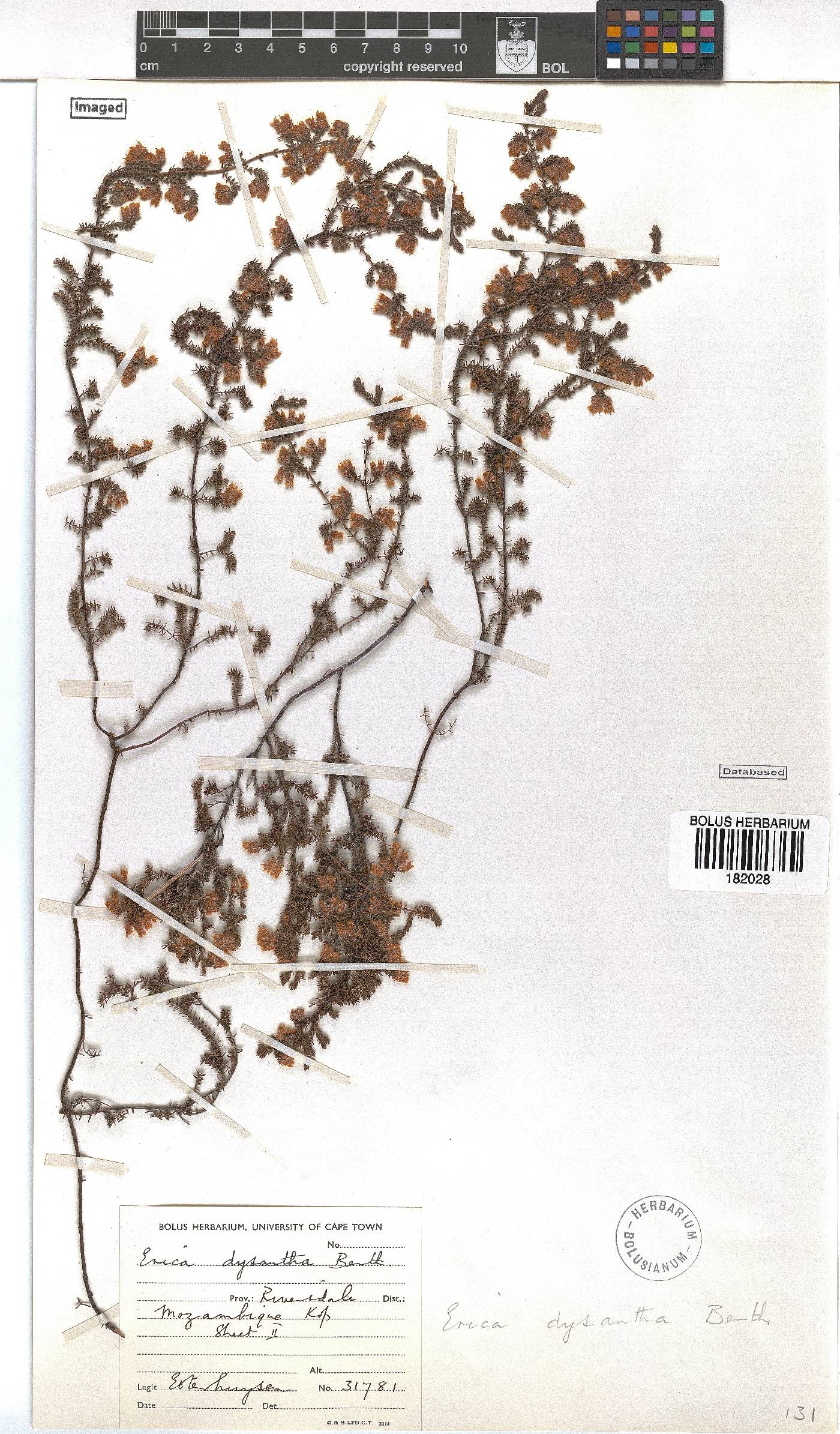 Erica dysantha image