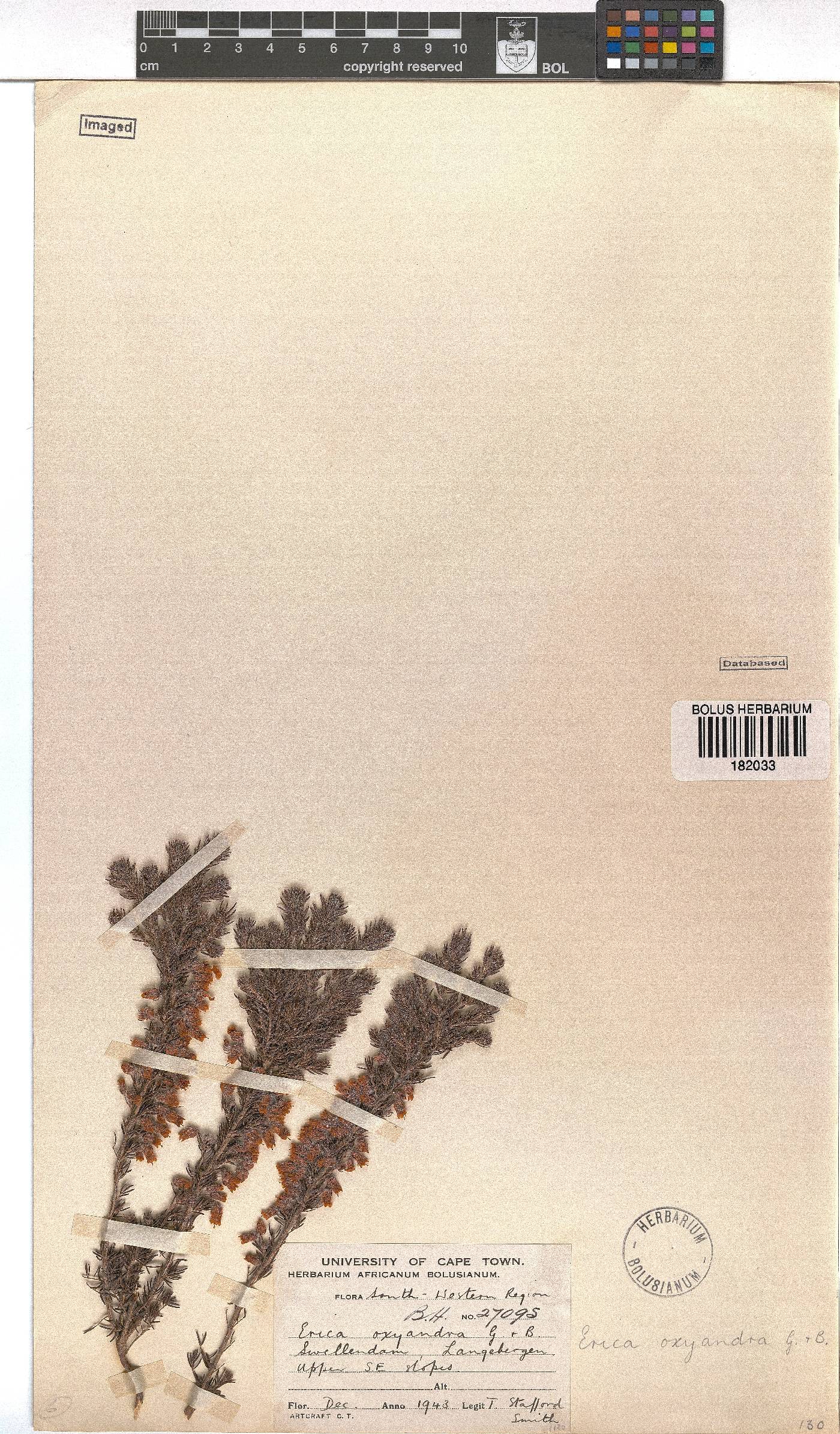 Erica oxyandra image