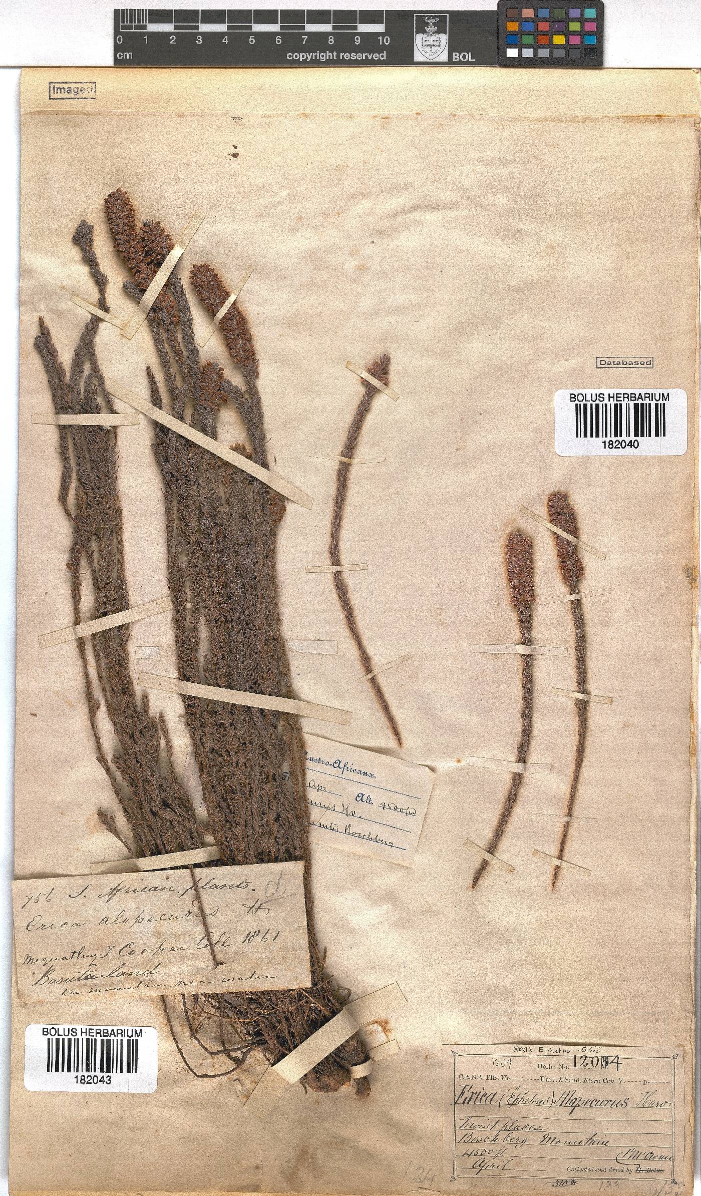 Erica alopecurus image