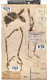 Erica alopecurus image