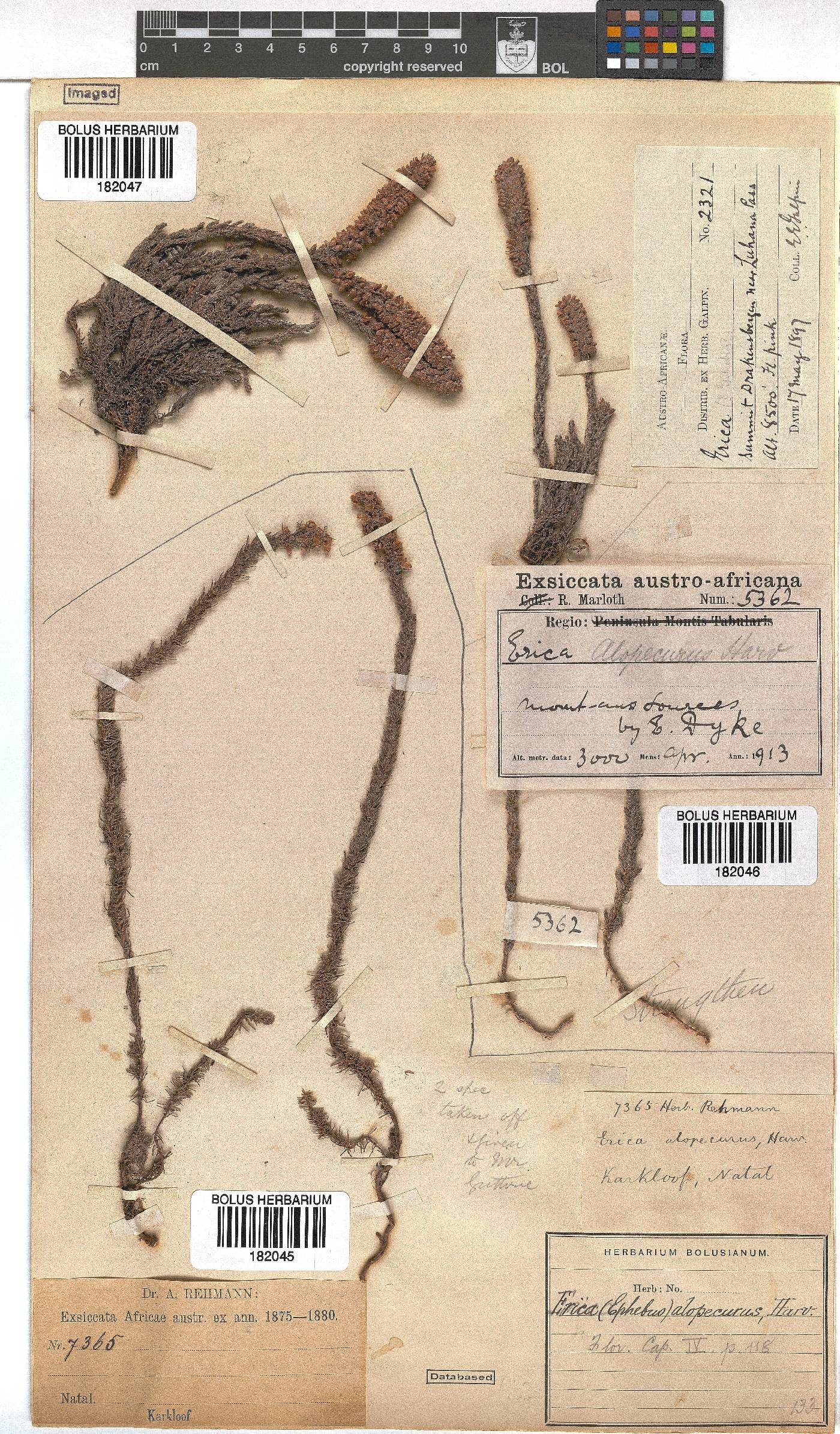 Erica alopecurus image