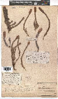 Erica alopecurus image