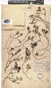 Erica sicifolia image