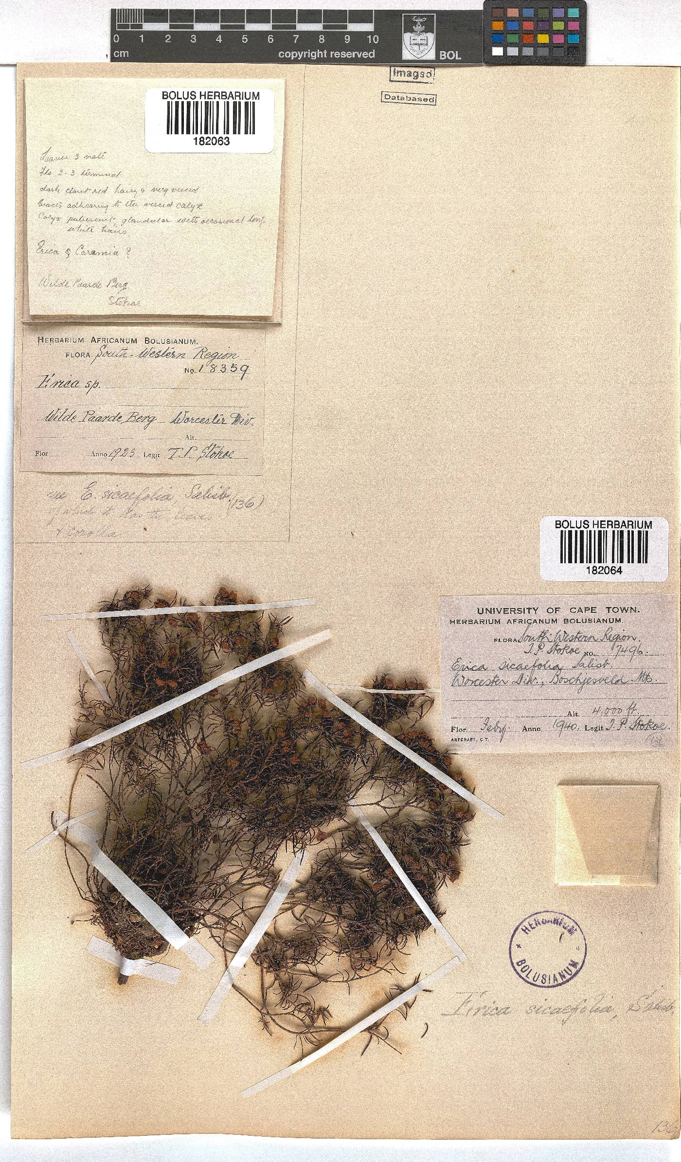 Erica sicifolia image