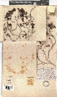 Erica sicifolia image