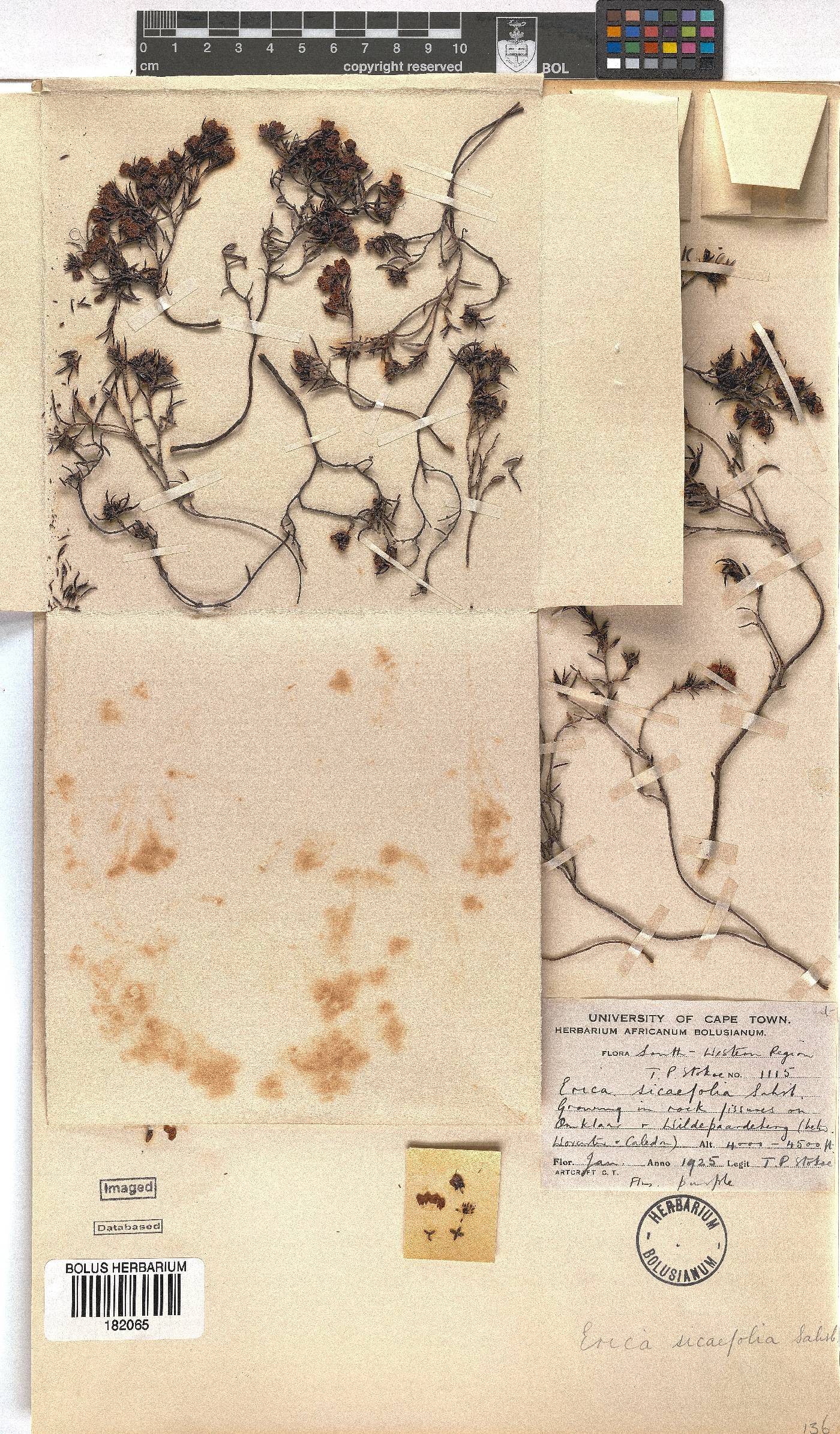 Erica sicifolia image