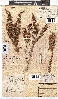 Erica propendens image