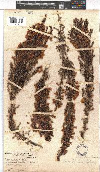 Erica propendens image