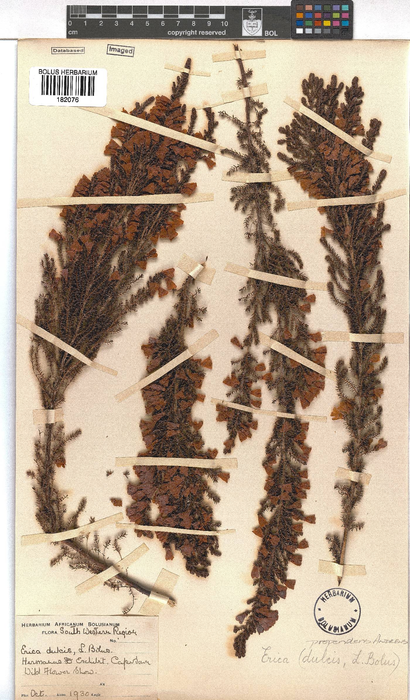 Erica propendens image