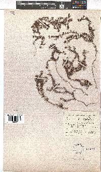 Erica setulosa image