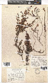 Erica setulosa image