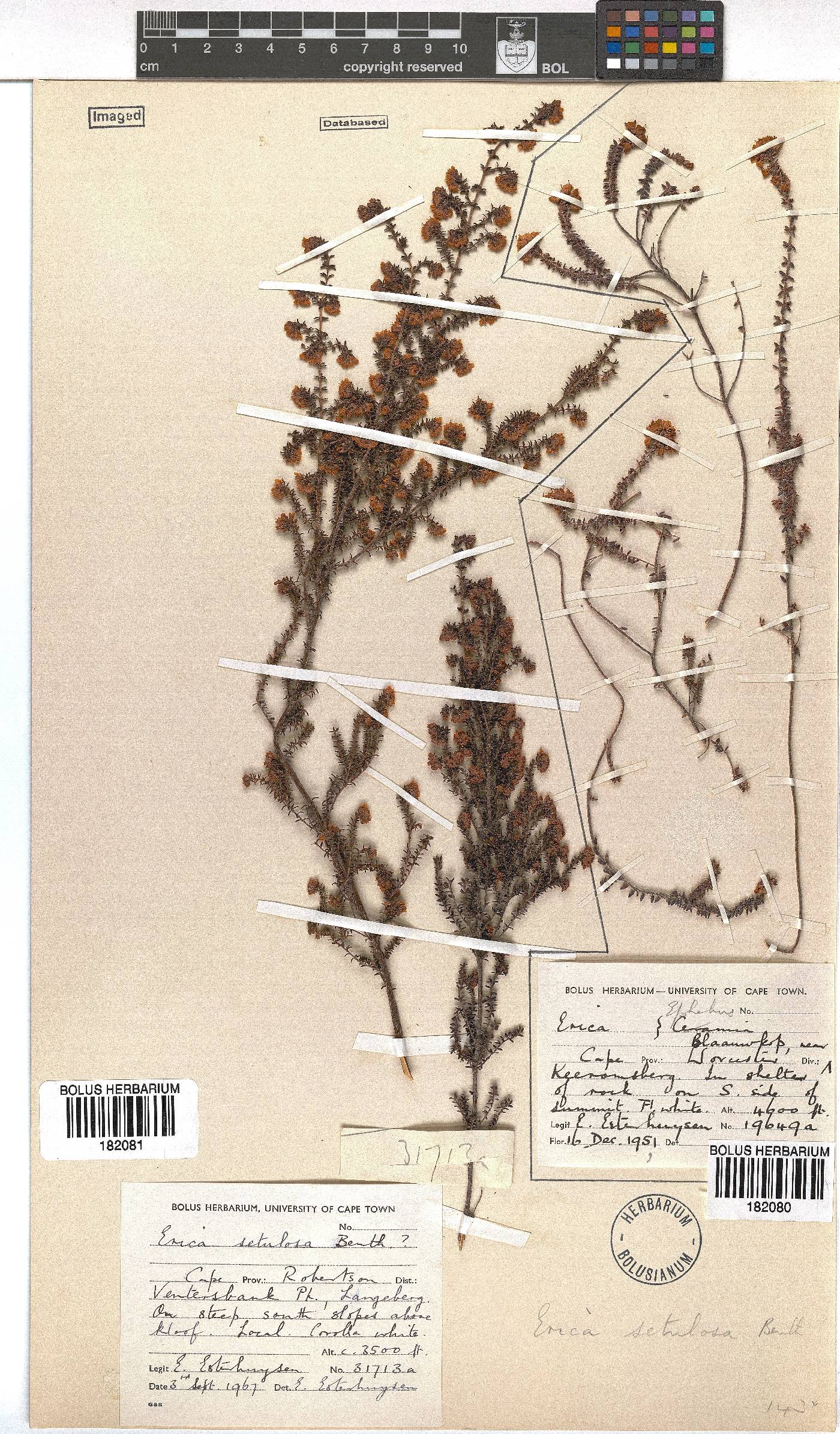 Erica setulosa image